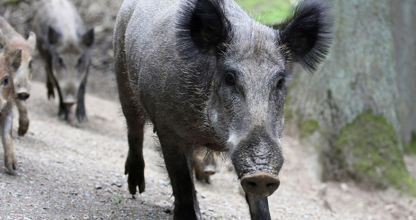 Wildschweine im Wald