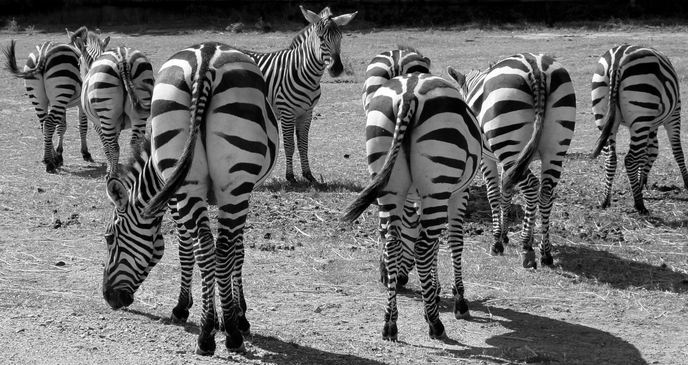 Zebra-Herde